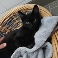 NINJA, chat à adopter