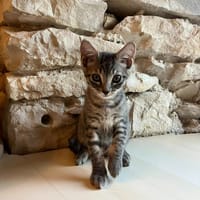 SKAIR, chat à adopter