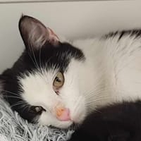 Délice, chatte à adopter