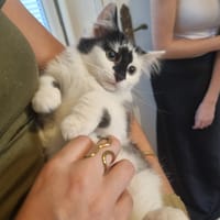 tao, chat à adopter
