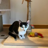 NAHLA, chatte à adopter