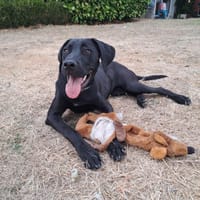 Vaya, chienne à adopter