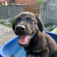 Lorient, chien à adopter