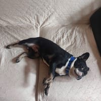 YOSHI, chien à adopter