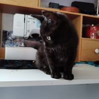 Aaron, chat à adopter