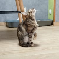 Iris, chatte à adopter