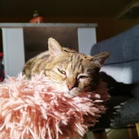Iris, chatte à adopter