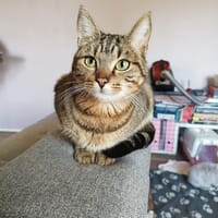 Newt, chat à adopter