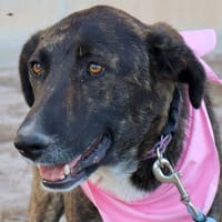 SANDY (Martina), chienne à adopter