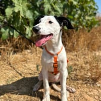 ANGEL (Animalea), chienne à adopter