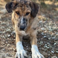 LIVA (Animalea), chienne à adopter