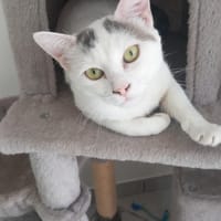 Bombon, chatte à adopter