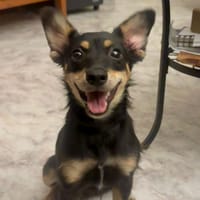 JO  (Martina), chienne à adopter