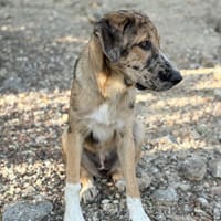 LIBA, chienne à adopter