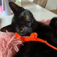 Minie, chatte à adopter