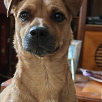 Maika, chienne à adopter