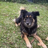 Taïga, chienne à adopter