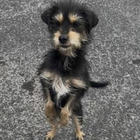 Eddy, chien à adopter