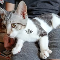TITO, chat à adopter