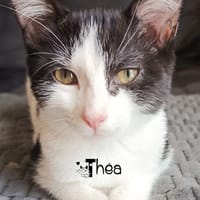 THEA, chatte à adopter