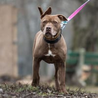 Edek, pies do adopcji