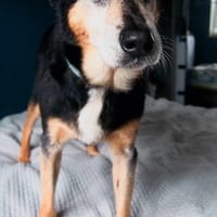 Jaś, pies do adopcji