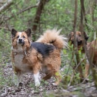 Żanka, suczka do adopcji