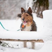 Kenai, pies do adopcji