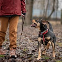 Jurij, pies do adopcji