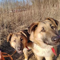Libre, suczka do adopcji
