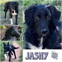 JASNY * freundlich schüchtern, Hund zur Adoption