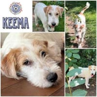 KEEMA * Lust auf Familienleben, Hündin zur Adoption