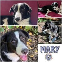 MARY * freundliche Familienhündin, Hündin zur Adoption