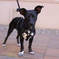 Kleine Hündin SLUKI sucht ihr Zuhause!, Hündin zur Adoption