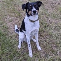 Makoa sucht sein Für-Immer-Zuhause, Hund zur Adoption