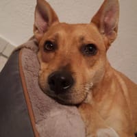 Lita aus Bochum, Hündin zur Adoption