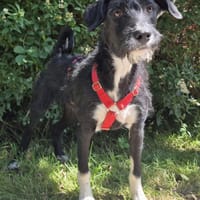 Püppi, Hündin zur Adoption