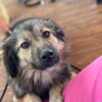 Junghündin Cookie sucht ihr Zuhause, Hündin zur Adoption
