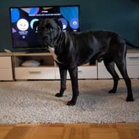 🐾 Pechvogel Thor ist wieder zurück 🐾, Hund zur Adoption