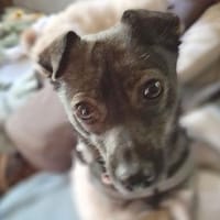 ❤ MAKI - Liebe auf den 2. Blick? ❤, Hündin zur Adoption
