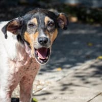 Remus schmust sehr gerne, Hund zur Adoption