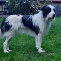 Paul sucht seine Menschen, Hund zur Adoption
