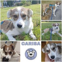 CARISA -sanft & menschenbezogen-, Hündin zur Adoption