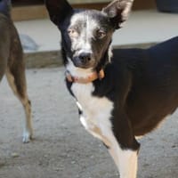 Lida, Hündin zur Adoption