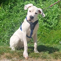 Nino, Hund zur Adoption