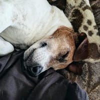 JACKY... ein Schicksalsschlag.WER hilft?, Hund zur Adoption