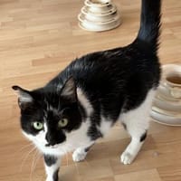 Einzelkatze Tifany, Katze zur Adoption