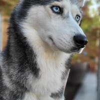 Maya H, Hündin zur Adoption