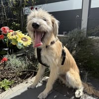 Dietrich sucht ein liebevolles Zuhause, Hund zur Adoption