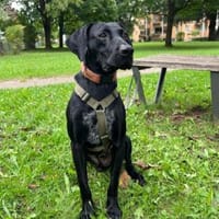 Scott, Hund zur Adoption